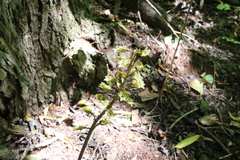 Gastrodia molloyi