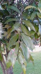Syzygium jambos