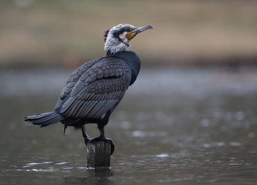 Foto de Great Cormorant