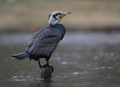 Great Cormorant photo 4