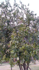 Syzygium jambos