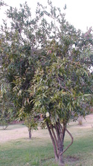 Syzygium jambos