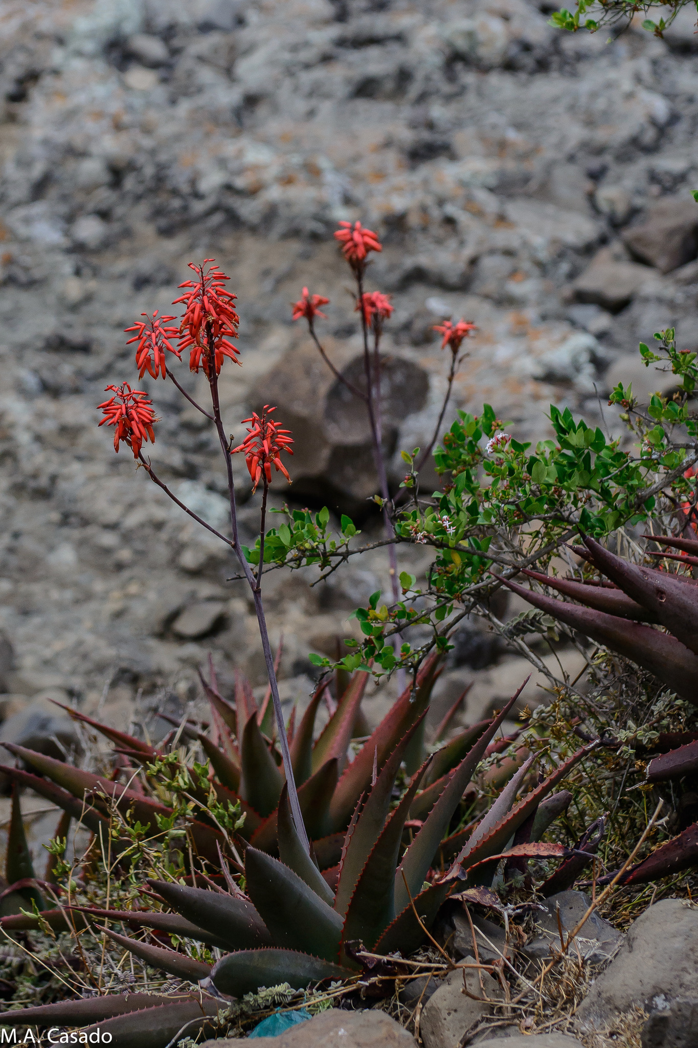 Aloe debrana