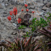 Aloe debrana - Photo (c) Miguel A. Casado, algunos derechos reservados (CC BY-NC), subido por Miguel A. Casado