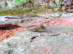 Pachylis laticornis