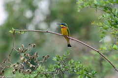 Merops lafresnayii