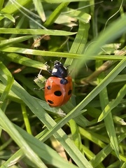 Coccinella septempunctata
