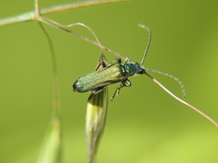 Anogcodes seladonius