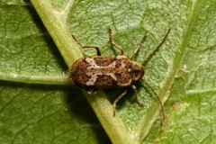 Ptinomorphus imperialis