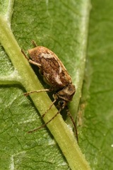 Ptinomorphus imperialis