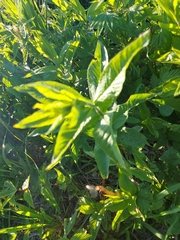 Lysimachia vulgaris