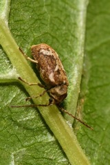 Ptinomorphus imperialis