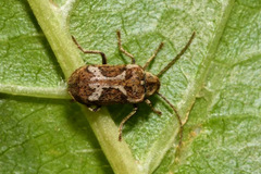 Ptinomorphus imperialis