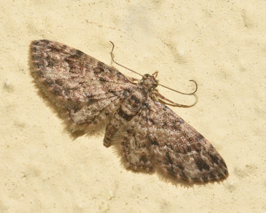 Chloroclystis costicavata