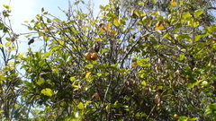 Pyrus communis