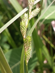 Carex longii