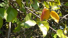 Pyrus communis