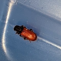 Zenodosus sanguineus