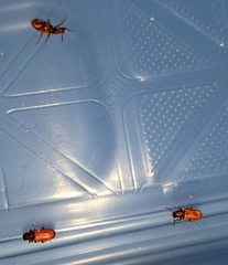 Zenodosus sanguineus