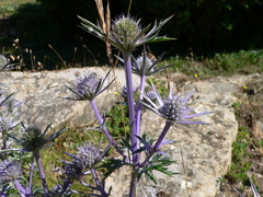 Eryngium bourgatii