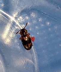 Phymaphora pulchella