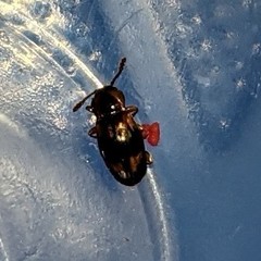 Phymaphora pulchella