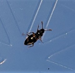 Phymaphora pulchella