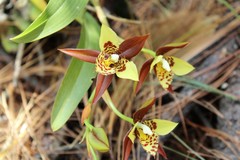 Rhynchostele maculata