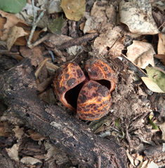 Prosopanche americana