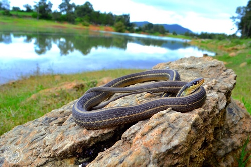 Western Ribbon Snake