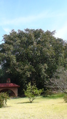 Magnoliopsida