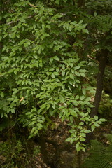 Carpinus caroliniana image