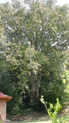 Magnoliopsida