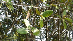 Magnoliopsida