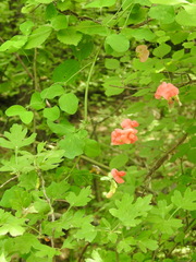 Lathyrus miniatus, photograph Konstantin Grebennikov, CC BY, iNaturalist via GBIF