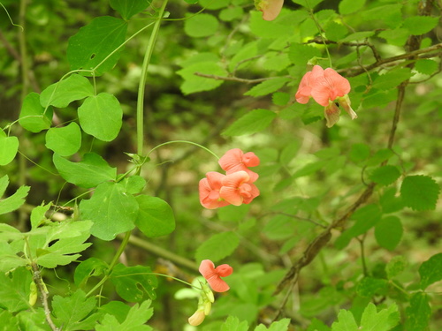 Lathyrus miniatus, photograph 3