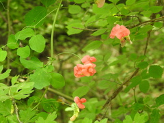 Lathyrus miniatus, photograph Konstantin Grebennikov, CC BY, iNaturalist via GBIF