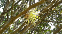 Tillandsia prodigiosa