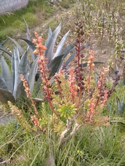 Echeveria quitensis