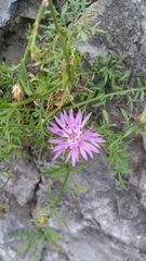 Centaurea kartschiana