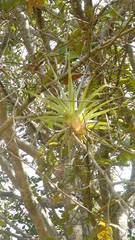 Tillandsia prodigiosa
