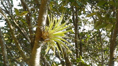 Tillandsia prodigiosa