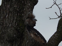 Sciurus carolinensis