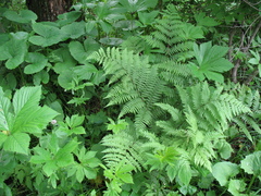 Athyrium rubripes