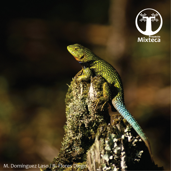 Mexican Emerald Spiny Lizard