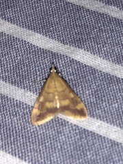 Pyrausta pseudonythesalis