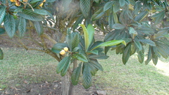 Eriobotrya japonica