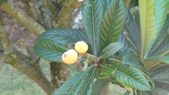 Eriobotrya japonica