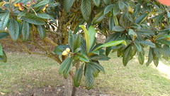 Eriobotrya japonica
