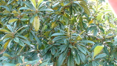 Eriobotrya japonica